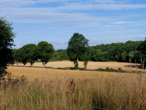 Crop Fields at Cold Hiendley
