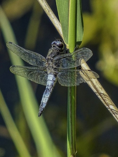 Scarce Chaser Male
