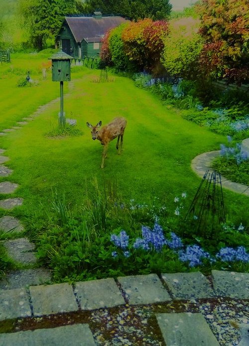 Garden Visitor