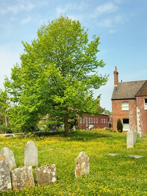 Lovely yellow flowers and verdant tree in Christchurch