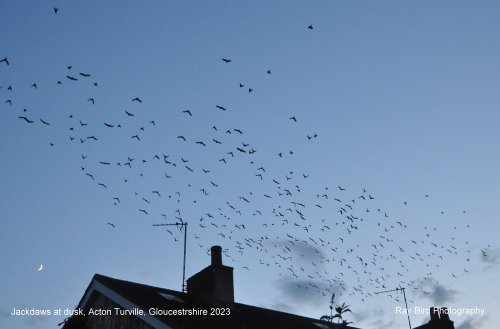 A Jackdaw flypast !!  Acton Turville, Gloucestershire 2023