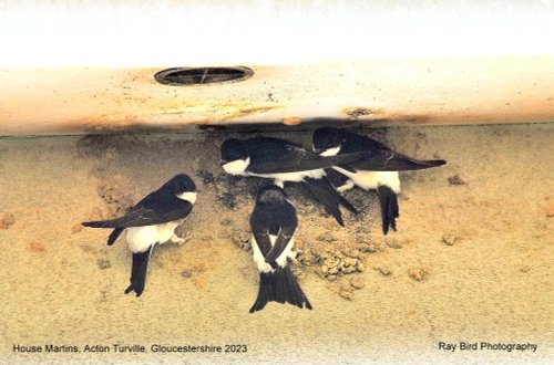House Martins, Acton Turville,Gloucestershire 2023