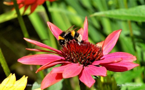 Bee, Acton Turville, Gloucestershire 2023