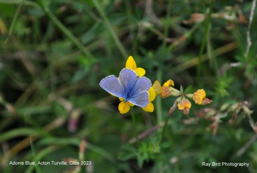 Adonis Blue Butterfly, Acton Turville, Gloucestershire 2023