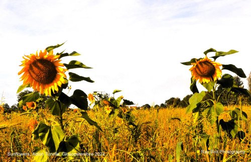 Sunflower Field, Acton Turville, Gloucestershire 2023