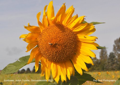 Sunflower Field, Acton Turville, Gloucestershire 2023