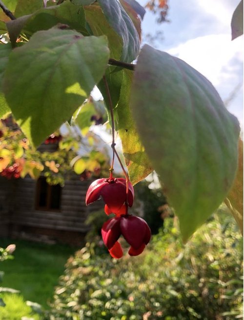 English Country Garden, Spindle Tree