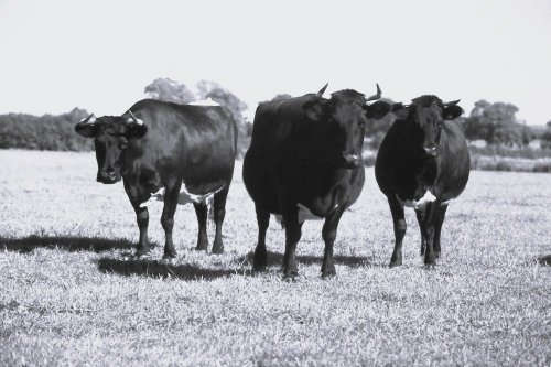 Rare Breeds - Gloucester Cattle, nr Didmarton, Gloucestershire