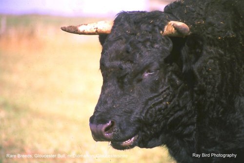 Rare Breeds - Gloucester Bull, nr Didmarton, Gloucestershire