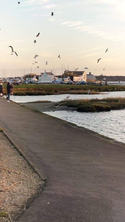 The pub on Mudeford Quay near Christchurch complete with seagulls flying!