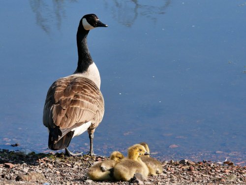 Canada Goose and Chicks at Rabbit Ings