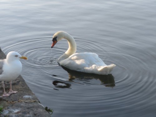 Swan and seagull at Town Quay in Christchurch