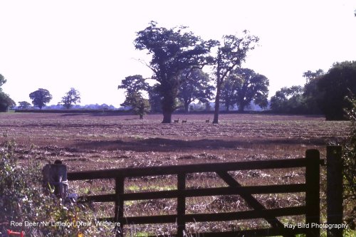 Roe Deeri n Field, nr Littleton Drew, Wiltshire