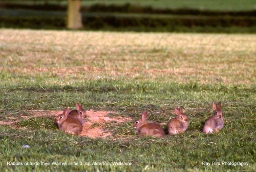 Rabbits, nr Alderton, Wiltshire