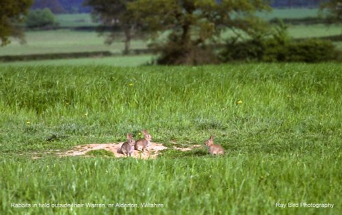 Rabbits, Nr Alderton, Wiltshire