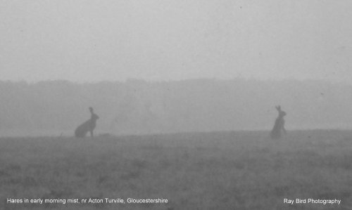 Hares, nr Acton Turville, Gloucestershire