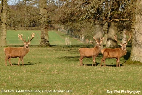 Red Deer, Badminton Park, Gloucestershire 2016
