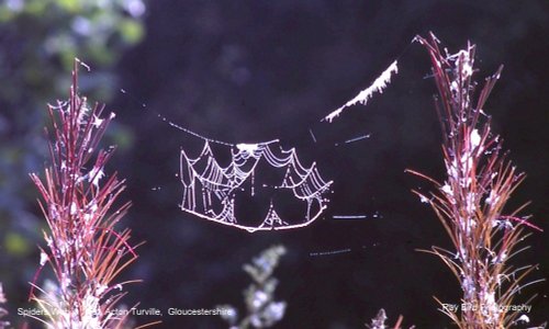 Spiders Web, Acton Turville, Gloucestershure