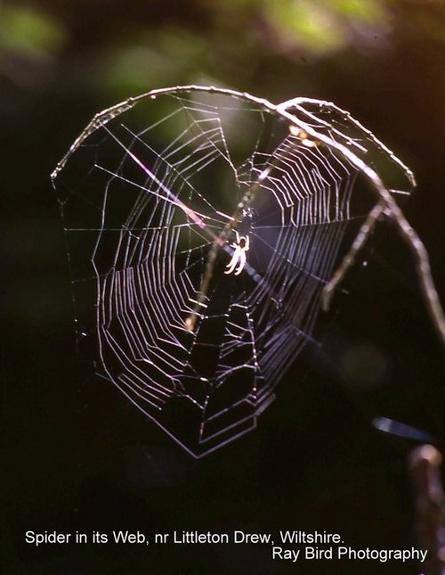 Spiders Web, nr Littleton Drew, Wiltshire