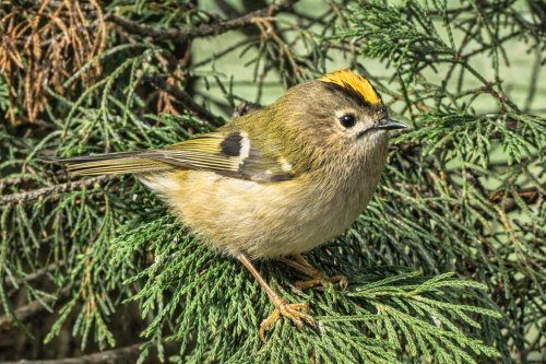 Goldcrest