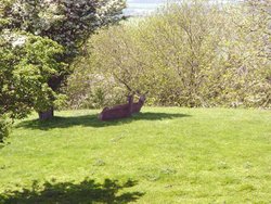 A picture of Broadway Tower and Animal Park Wallpaper
