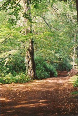 A picture of Trentham Gardens