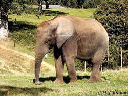 A picture of Longleat House & Safari Park