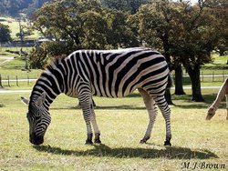 A picture of Longleat House & Safari Park