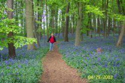 Bluebell Wood at Coton Court, Coton, Northamptonshire, April 29, 2003