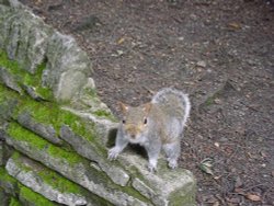 A curious squirrel in a park in Bournemouth. Came within a couple of feet of the camera Wallpaper