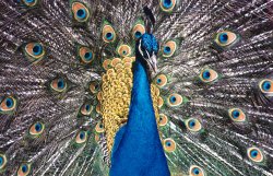 A picture of Warwick Castle Wallpaper