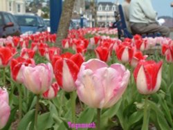 Teignmouth in Spring Wallpaper