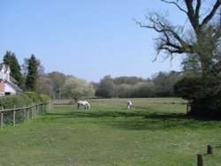 Ponies in a field in Burley, New Forest, Hampshire Wallpaper