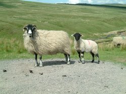 Mother & baby in Coverdale Moors, Yorkshire
