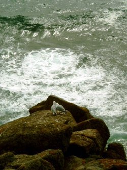 Seagulls in Love, Lands End, Cornwall