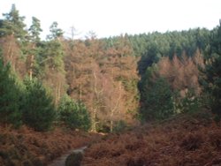 General View of Cannock Chase, Staffs Wallpaper
