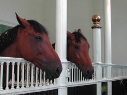 Two well kept residents of the Royal Mews Stables