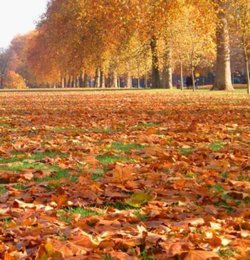 London - Hyde Park in Autumn.