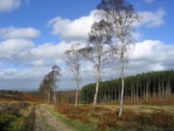 Cannock Chase, Staffordshire Wallpaper