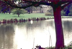 Swans a-swimming on The Vyne Estate