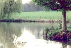 Swans a-swimming on The Vyne Estate Wallpaper