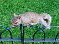 A cheeky squirrel in Kensington Gardens Wallpaper