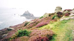 Heather on cliffs at Lands End Wallpaper