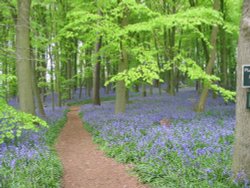 Blue Bell Wood (Coton Manor?)