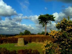 Ashdown Forest, East Sussex Wallpaper