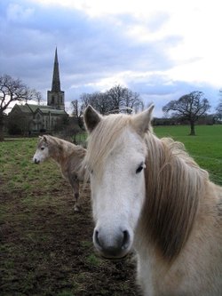 Ponies at Ticknall