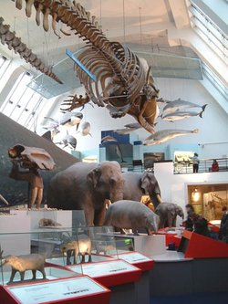 Natural History Museum