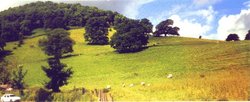 Sheep graze on a hillside over Lake Ullswater, Cumbria. Wallpaper