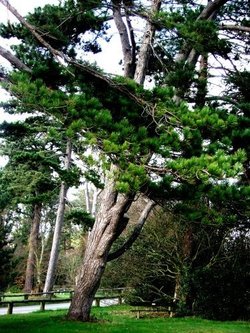 A picture of Royal Victoria Country Park