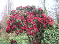 Holland Park, London